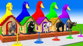 5 Giant Duck Cartoon,Cow,Elephant,Bear,Lion,Puppy,Paint Wild Animals Crossing Fountain Animation