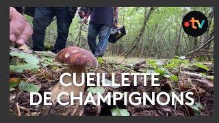 Cueillette de champignons dans la forêt de Moulière