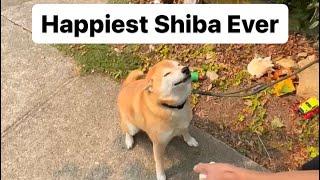 Shiba Gets Happy Seeing his Grandma Again