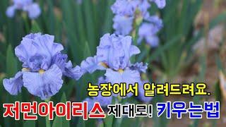 실재배농장의 저먼아이리스 키우는 방법 총정리 - German or Bearded Iris Maintenance and Care