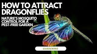 How to Attract Dragonflies: Nature's Mosquito Control for a Pest-Free Garden