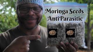 There's A Difference Between Moringa Powder and Moringa Seeds | #Antiparasitic