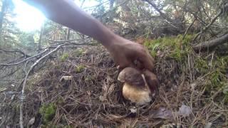 Boletus edulis & Boletus pinicola 2014 [HD]