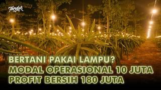 Untung 180 Juta Sekali Panen, Setahun Bisa 4 Kali Panen Dengan Metode Lampu