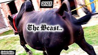 Biggest black bull of SDF 2025 | kolkata cow 2025 |petsdeewangi 2025 @PETSDEEWANGI