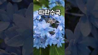 꽃이팡팡 ~ 시원한 파란색 수국~