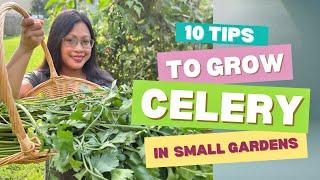 10 Tips to Grow Celery in a Small Space Garden