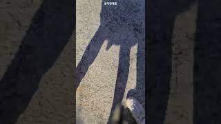 우울할때 따라해보기. .  놀고 먹고. Shadow walking.  #shorts