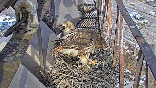 Big Red and Arthur Begin Spring "Nestorations" At Cornell Hawks Nest – March 3, 2025