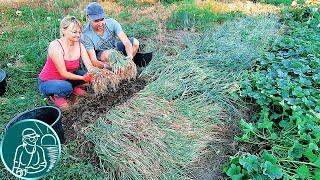  When to remove onion sets from the garden for storage  Harvesting onions