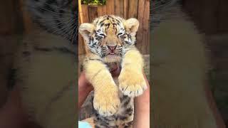 WOW!!! adorable tiger cub #tigercub  #tiger #kitten #foryou #fpy #cute #kitty #zoo #adorable