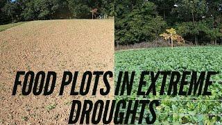 Growing Food Plots In Drought Conditions | Food Plot Updates From a DRY 2024 Brassica Plot