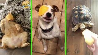 Slice of cheese thrown on pets face (dogs, cats and turtle;)