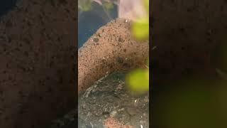 morning time #diy #aquarium #fish #guppy #doombo ear #guppy 