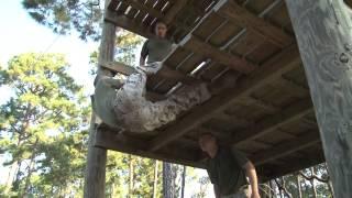 Marine Corps Boot Camp - The Confidence Course