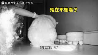 养猫人睡眠质量 #猫咪