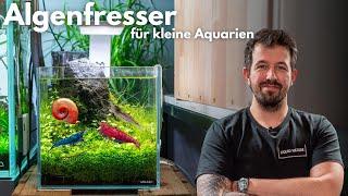 Die BESTEN Algenfresser für kleine Aquarien!