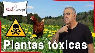 Plantas tóxicas y otros alimentos que tus gallinas no deben comer 