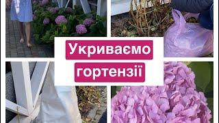 Укриття широколистної гортензії на зиму