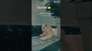 Romeo Shorts  Cute cat  gujjar  GUJJAR