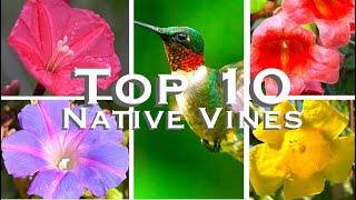 10 BEST Native Vines with BOLD Blooms