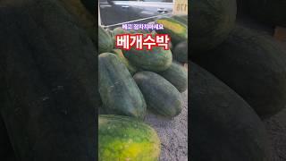 베개수박 보셨나요? 달콤함시 최고