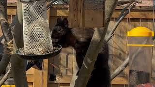 Young Black Squirrel has a lovely tree branch picnic
