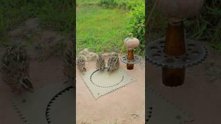Beautiful INNOVATIVE Quick Quail Trap #shorts #shortvideo