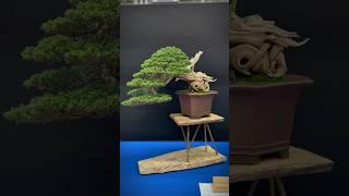 Itoigawa juniper @ Trophy Bonsai Show 2023 #bonsai #bonsaitree #bonsaishow #tree #bonsaiart