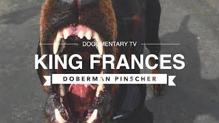 THE REAL KING FRANCES: DOBERMAN PINSCHER