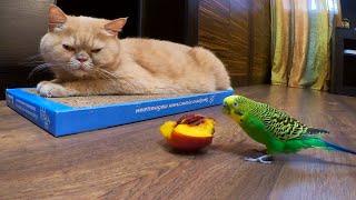 Cute animals cat Marsik and bird Kesha