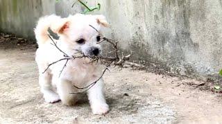 The stray dog’s pup has grown up, transforming from an adorable puppy into a stunning dog. 