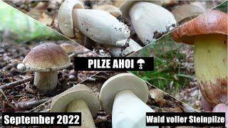 Pilze Anfang September 2022 - Es geht los!!!