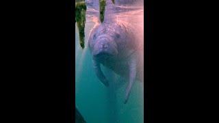 Book a minimum two-night stay at Plantation Resort on Crystal River and get a FREE manatee tour with