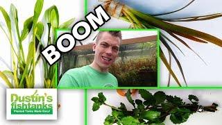 Aquarium Plants - HOW to Grow Plants FAST, Above Water and Below Water