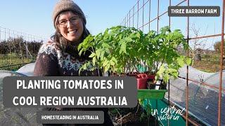 Tomato Planting in Victoria, Australia Zone 9B Vegetable Gardening