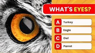 Guess The Animal Eyes quiz | QuickQs