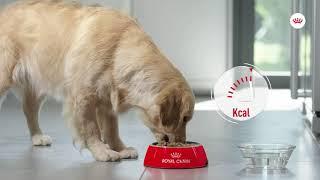 Royal Canin Care Nutrition Lightweight Care | zooplus.co.uk