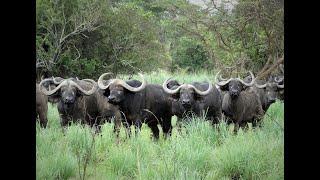 African Buffaloes, also known as Cape Buffaloes, are large and powerful Herbivores