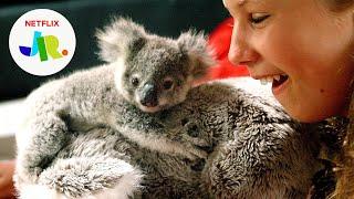 Ranger the Rescued Baby Koala  Izzy's Koala World | Netflix Jr