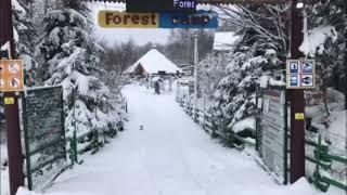 Forest Camp Мигове Зима (територія табору) на childcamp.com.ua