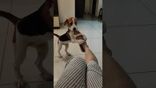 Beagle Puppy - My Leg is a Toy for a Beagle Puppy - Puppy Playing #beagle #dog #dogshorts #beagles
