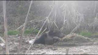 Ledbury Hunt hound caught in slurry