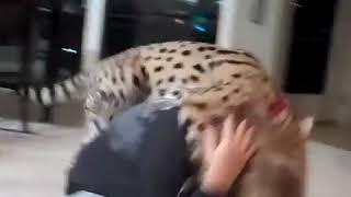 kyan the serval and his mom linda IVaiYSPn380 360p
