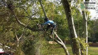 SAS Trees -Best Tree Service and Care Rockdale, Newton, Gwinnett, Fulton  & DeKalb County, Georgia