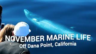 WHALES & DOLPHINS You Could See in NOVEMBER off Dana Point, CA 