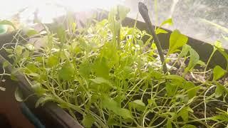 Растеж и разнообразие на разсада след 1 месец:Growth and diversity of the seedlings after 1 month