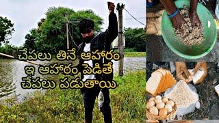 fish traping food || ఈ ఆహారం పెడితే చేపలు మీ గాలానికి చిక్కినటేె ||