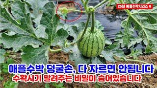 덩굴손 다 자르지 마세요!! 애플수박 농사 핵심 팁