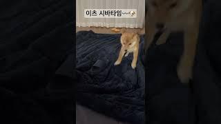 밤만 되면 흥 넘치는 시바 이츠시바타임~~~ #shibainu #shorts